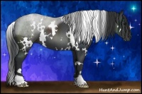 Horse Color:White Spotted Black