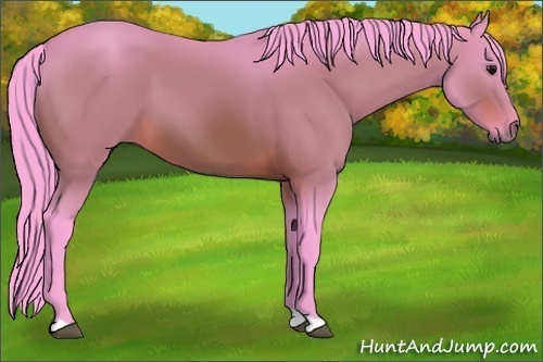 Horse Color:Watercolor Bay 