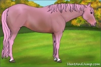 Horse Color:Watercolor Bay 