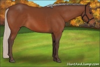 Horse Color:Silver Bay 