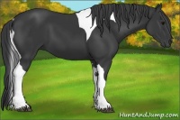 Horse Color:Black Tobiano 