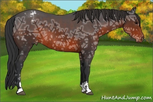 Horse Color:Brown Ice Sabino Appaloosa Rabicano 