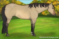 Horse Color:Bay Dun