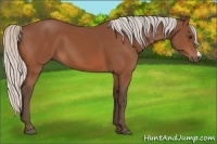 Horse Color:Silver Bay 