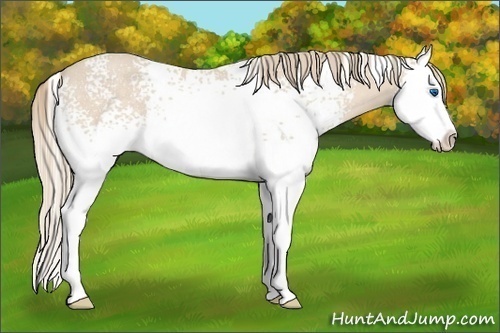 Horse Color:White Spotted Perlino Splash Rabicano 