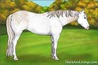 Horse Color:White Spotted Perlino Splash Rabicano 