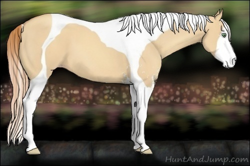 Horse Color:Gold Champagne Dun Sabino Tobiano 