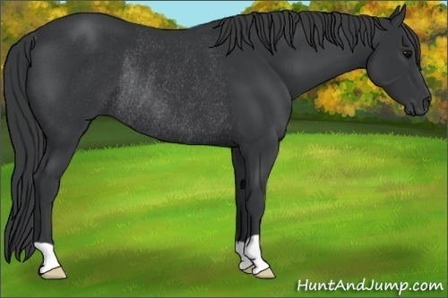 Horse Color:Black Rabicano