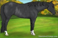 Horse Color:Black Rabicano 
