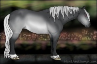 Horse Color:Silver Brown Chinchilla 