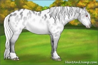 Horse Color:Silver Bay Chinchilla Appaloosa 