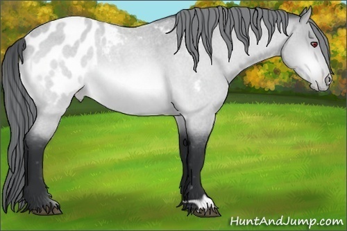 Horse Color:Bay Chinchilla Roan Appaloosa