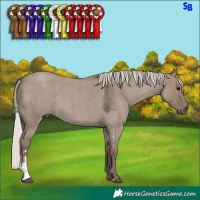Horse Color:Silver Grullo Roan Sabino 