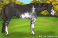 Horse Color:Liver Chestnut Sabino