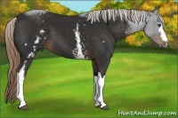 Horse Color:White Spotted Liver Chestnut 