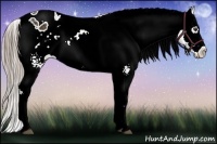 Horse Color:Chocolate Palomino Ice Sabino Appaloosa Rabicano