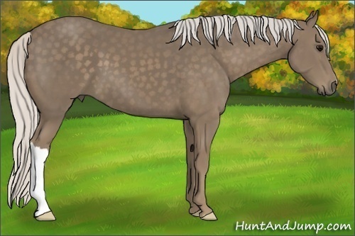 Horse Color:Silver Smoky Black 