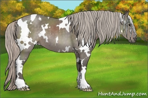 Horse Color:White Spotted Silver Black 