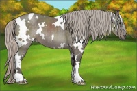 Horse Color:White Spotted Silver Black 