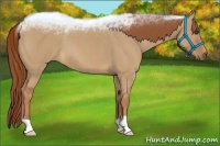 Horse Color:Red Dun Roan 