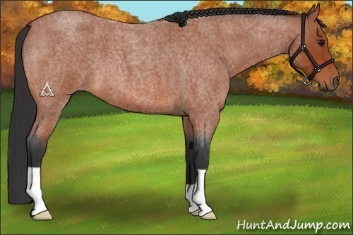 Horse Color:Bay Roan 