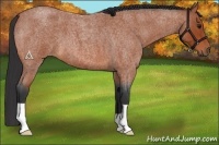 Horse Color:Bay Roan 
