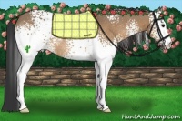 Horse Color:White Spotted Bay Dun Rabicano