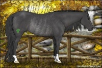 Horse Color:Smoky Black Rabicano 