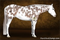 Horse Color:Liver Red Roan Splash Appaloosa 