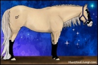 Horse Color:Gold Cream Champagne Splash Rabicano 