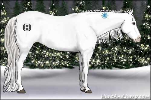 Horse Color:Chocolate Palomino Sabino Appaloosa