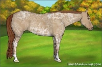 Horse Color:Red Dun Ice 