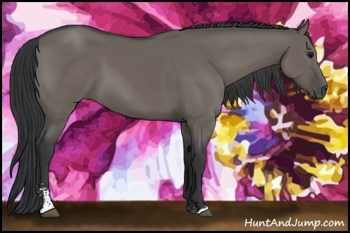 Horse Color:Grullo Sabino 