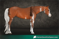 Horse Color:White Spotted Silver Bay 