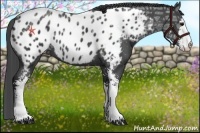 Horse Color:Black Ice Sabino Appaloosa