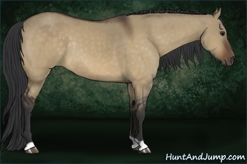 Horse Color:Bay Dun Rabicano 