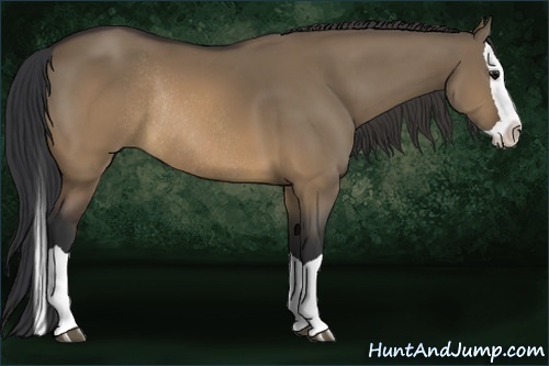 Horse Color:Brown Dun Splash Rabicano