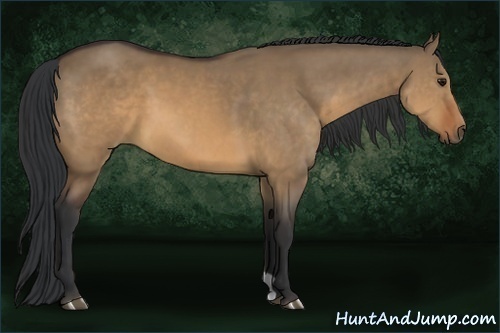 Horse Color:Brown Dun 