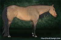 Horse Color:Brown Dun 