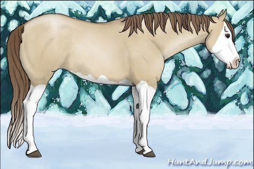 Horse Color:Grullo Pearl Splash Rabicano