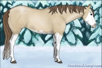 Horse Color:Grullo Pearl Splash Rabicano 