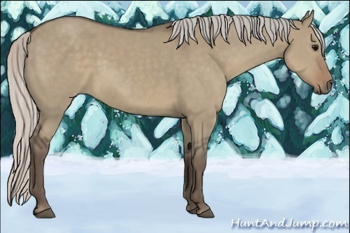 Horse Color:Silver Grullo Sabino Rabicano 