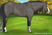 Horse Color:Grullo Splash 
