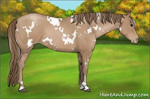Horse Color:White Spotted Black Pearl Sabino