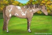 Horse Color:White Spotted Black Pearl Sabino 