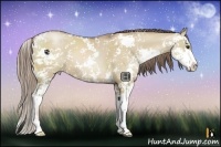 Horse Color:Grullo Pearl Sabino