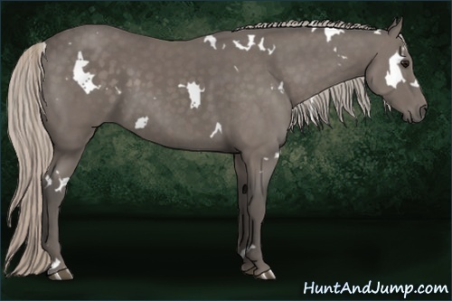 Horse Color:White Spotted Silver Black 