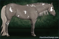 Horse Color:White Spotted Silver Black