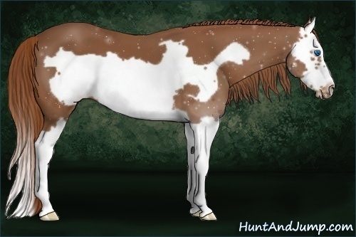 Horse Color:Chestnut Splash Frame