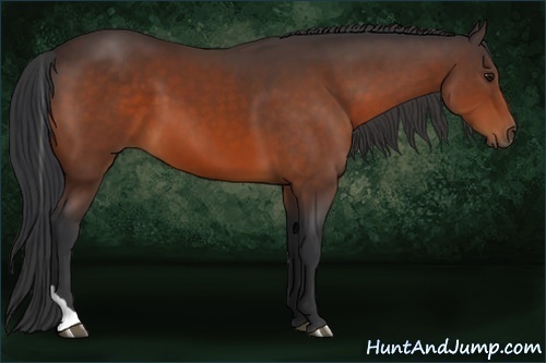 Horse Color:Bay Tobiano 